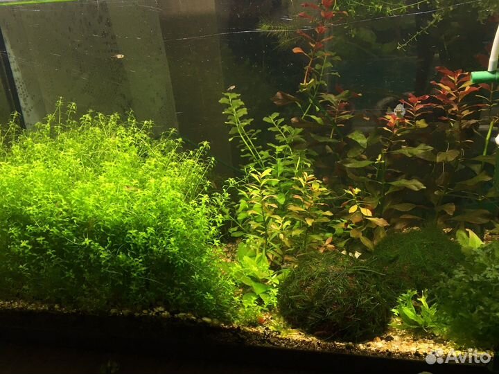 Растения для аквариума