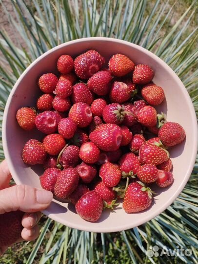 Рассада ремонтантной клубники