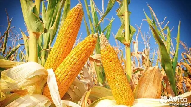 Семена кукурузы