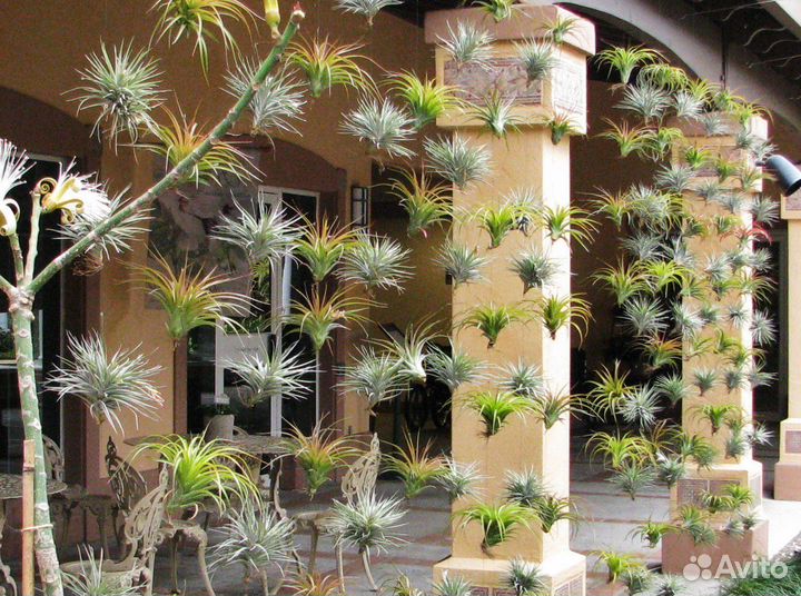 Тилландсия атмосферная, уснеевидная, экзотика