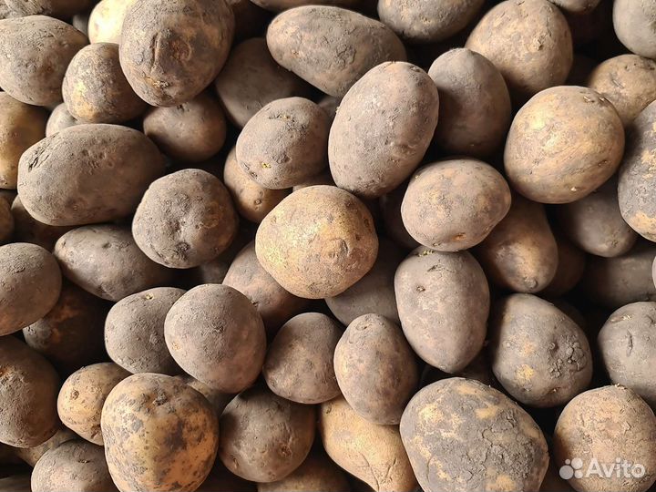 Картофель для животных