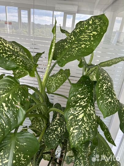Дифенбахия 2,1 метра