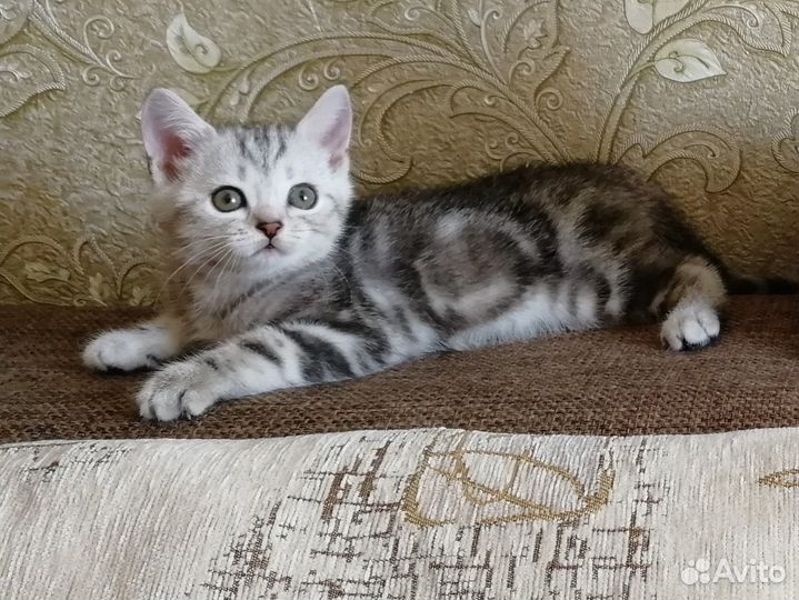 Шотландский котик