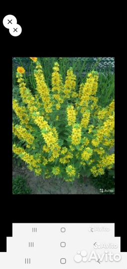 Цветы многолетние