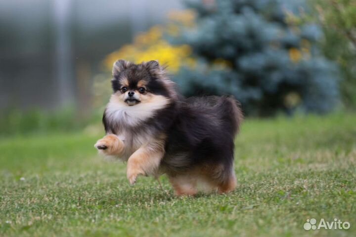 Шпиц щенок мини померанский