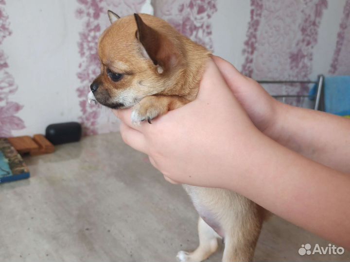 Щенки чихуахуа мини