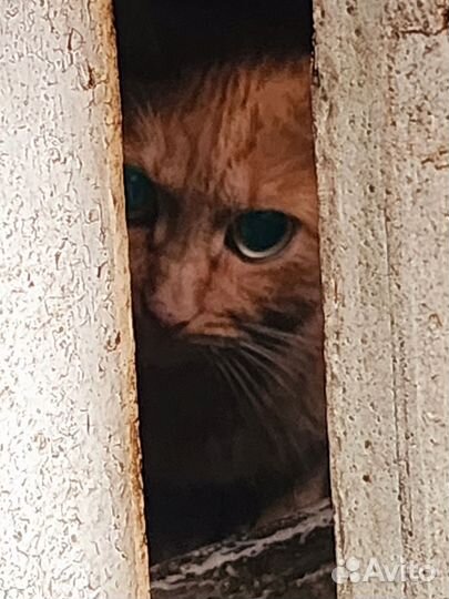 Рыжей зеленоглазой кошке нужен дом
