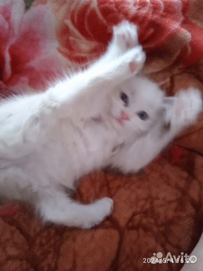 Отдам кошечку в добрые руки