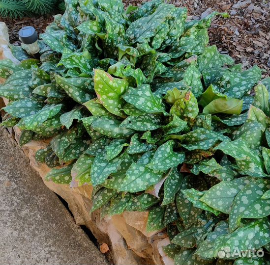 Растения для сада и дачи, саженцы