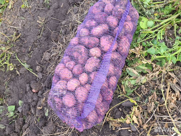 Продам семенной картофель