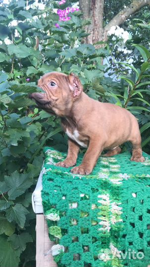 Американский булли