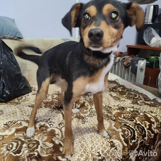 Потеряшка ищет хозяев