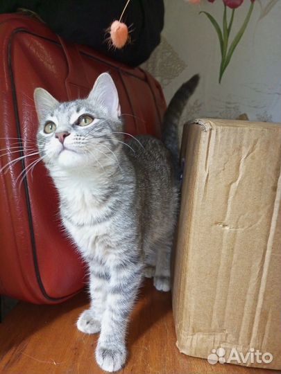 Ириска в дар