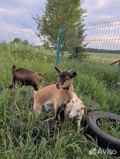 Молодые козочки и козлики