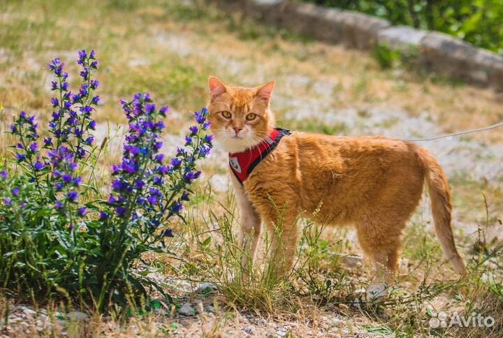 Котик Марсик в добрые руки