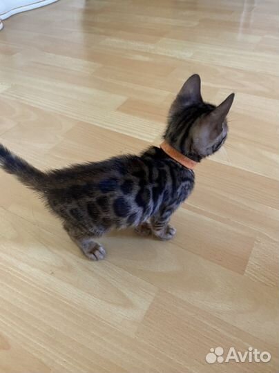 Бенгальские котята