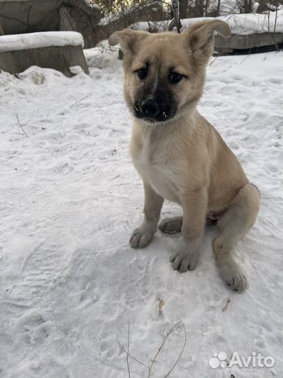 Щенок девочка в добрые руки