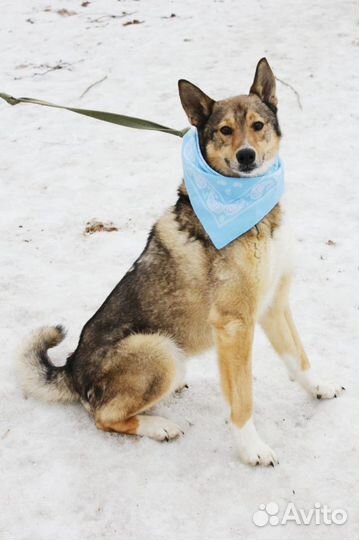 Мечтаю стать вам верным другом