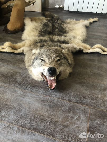 Чучело диких животных