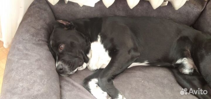 Амстафф вязка