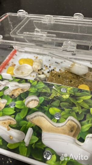 Муравьиная ферма