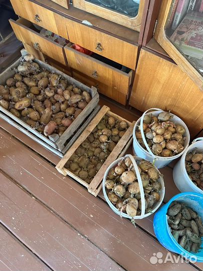 Картофель на посадку