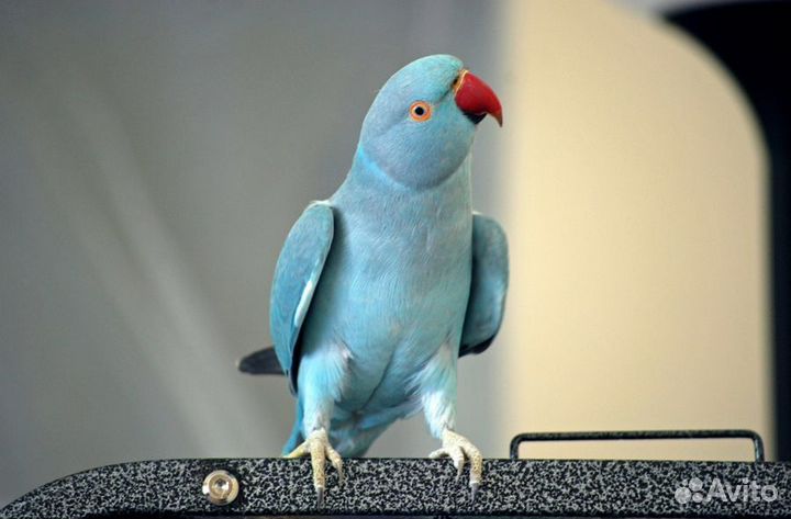 Ожереловый попугайчики зелёные