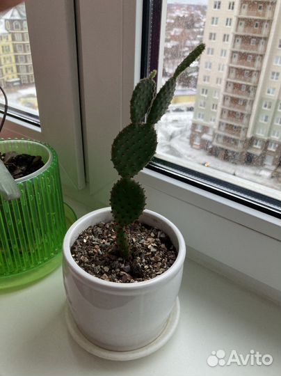 Кактусы, опунция