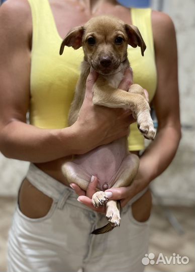 Отдаю собаку в добрые руки