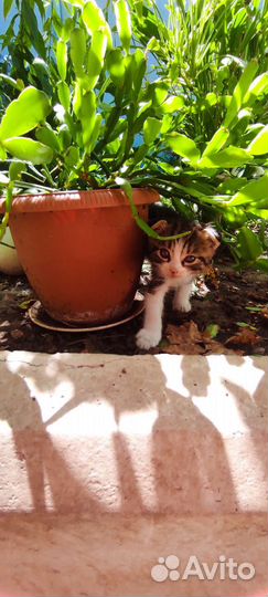 Кошка в дар