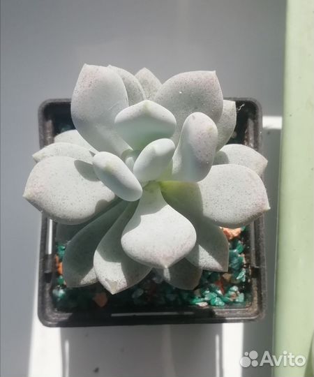 Суккуленты