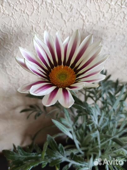 Гацания, колеус, фикус пумила, плющ