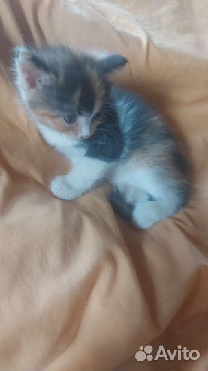 Котенок (кошка)