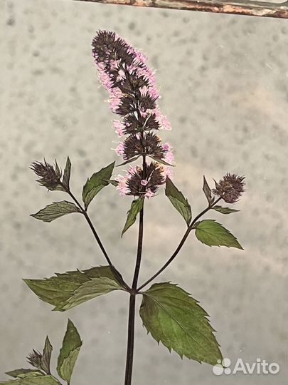 Гербарий в стекле. Подарок к дню учителя