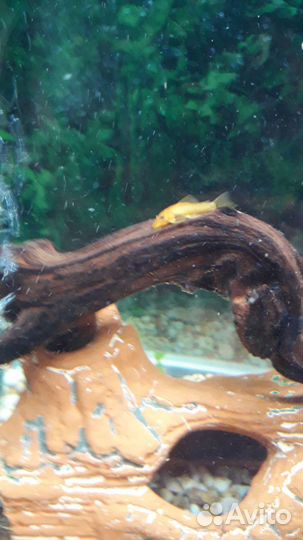 Анциструс, Супер Ред, 3 -х месячные