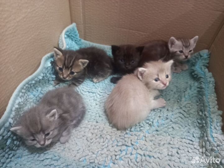 Отдам в добрые руки