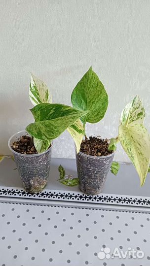 Сциндапсус (эпипремнум) Марбл Квин