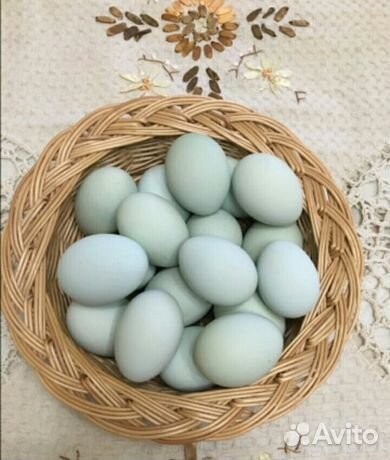 Инкубационное яйцо Лакенданзи