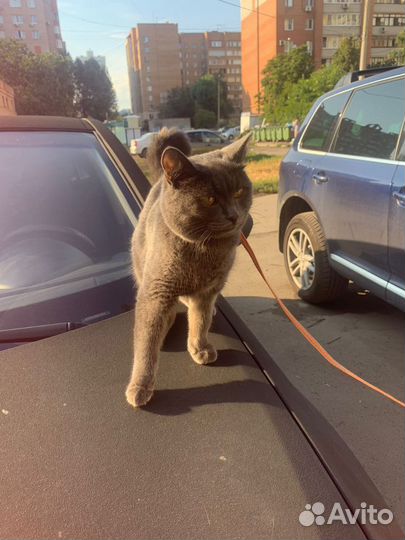 Кошечка в добрые руки