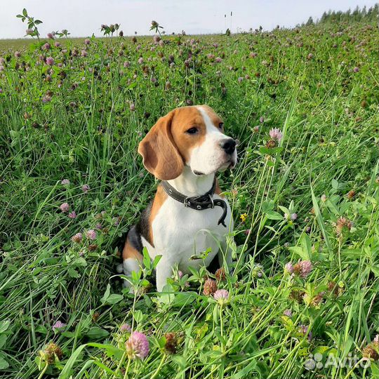 Бигль вязка