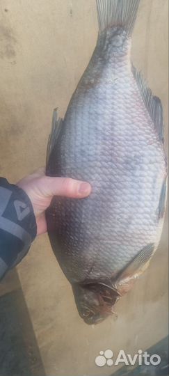 Икряной донской лещ вяленый и хк