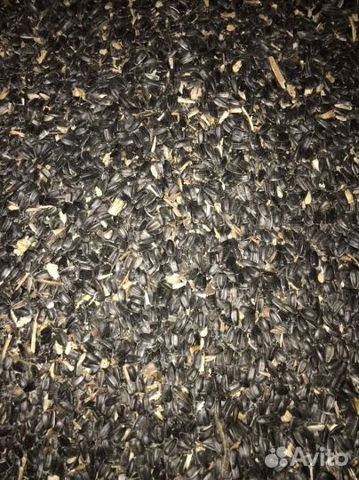 Семечки подсолнечника