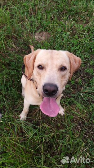 Погуляю с вашей собакой