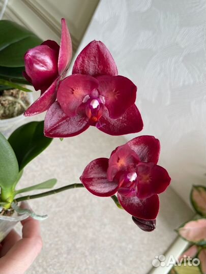 Phal. Haur Jih Fancy бабочка, детка