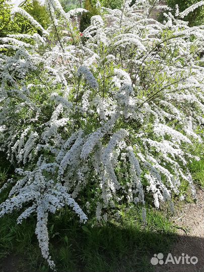Цветущие кустарники(Жасмин(Чубушник), Спиреи)