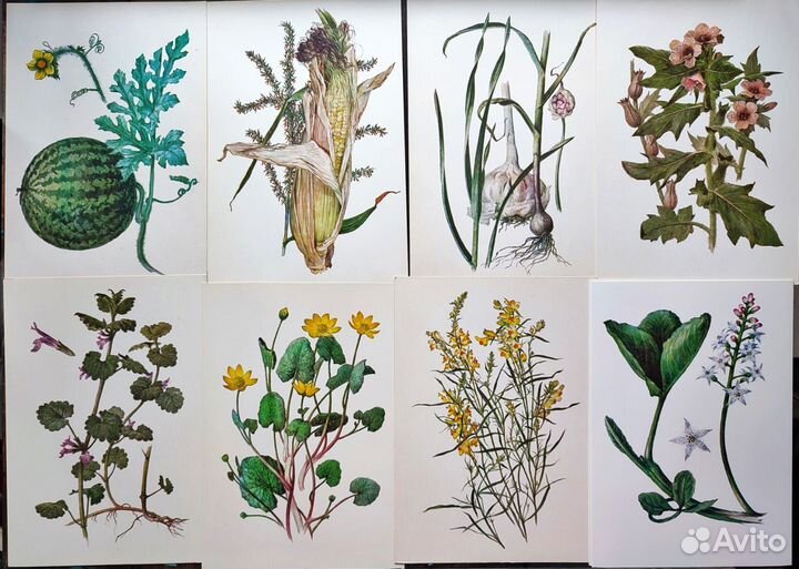 Винтажные ботанические открытки цветы, растения