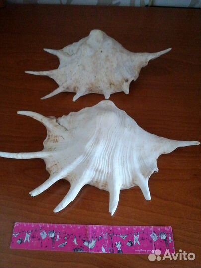 Ракушки океанские для аквариума и интерьера