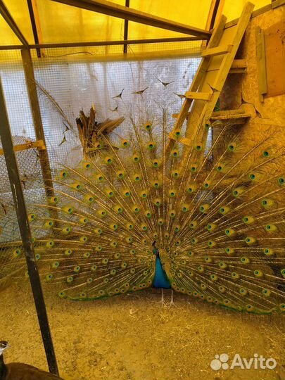 Фазаны,павлины,горлицы,инкубационное яйцо
