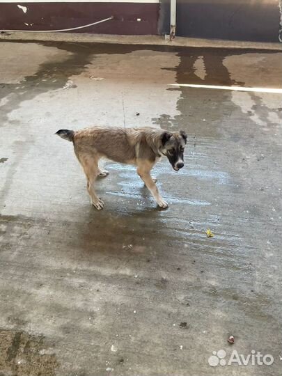 Собака Алабай