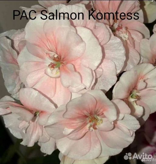 Пеларгония герань сортовая